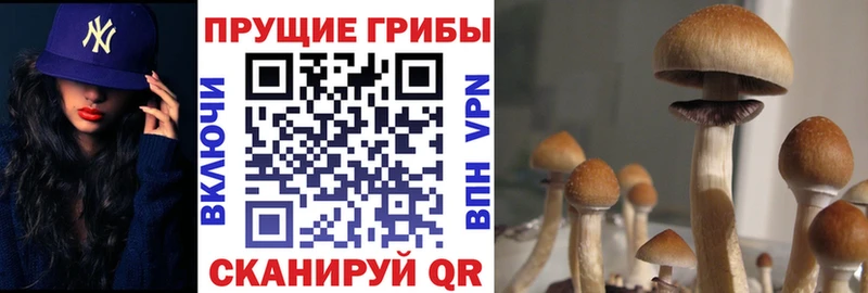 дарнет шоп  Усть-Лабинск  Галлюциногенные грибы Cubensis 